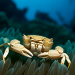 Pea-Crab-Chronicles-The-Hidden-World-of-These-Mini_7808c84f.png
